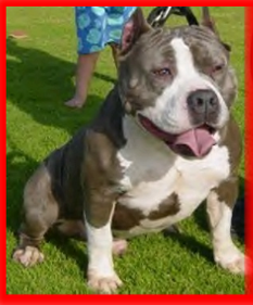 RAZORS EDGE BLUE DOZER